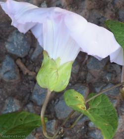 Hairy x Large Bindweed