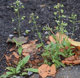 image for Shepherd's-purse type 28