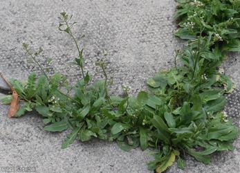 image for Shepherd's-purse type 29