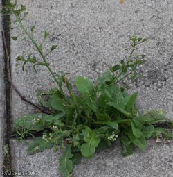 Shepherd's-purse type 29