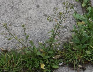 image for Shepherd's-purse type 30