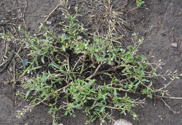 image for Shepherd's-purse type 31