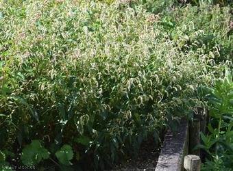 image for Pale Persicaria type 1