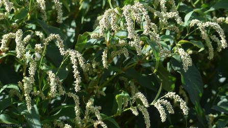 Pale Persicaria type 1
