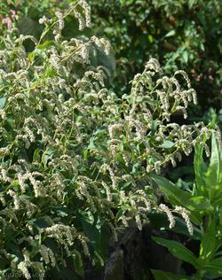 Pale Persicaria type 1