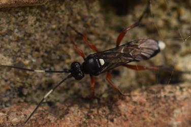 image for Virgichneumon maculicauda