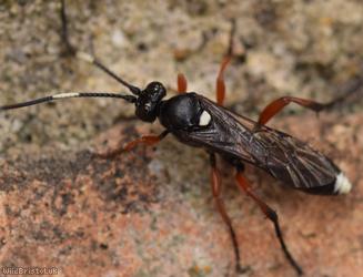 Virgichneumon maculicauda