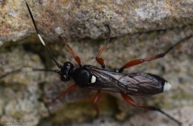 Virgichneumon maculicauda