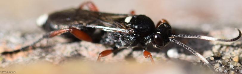 Virgichneumon maculicauda