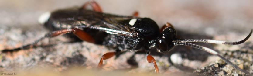 Virgichneumon maculicauda