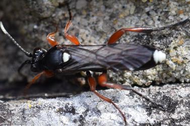 Virgichneumon maculicauda
