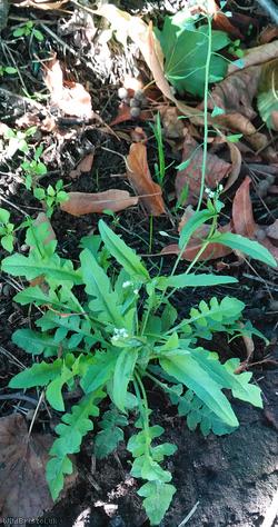 image for Shepherd's-purse type 32