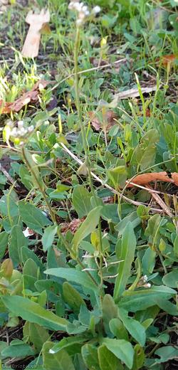 Shepherd's-purse type 33