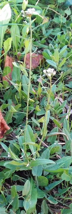 Shepherd's-purse type 33