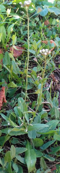 Shepherd's-purse type 33