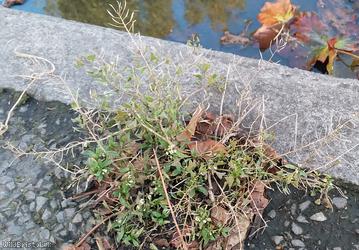 image for Shepherd's-purse type 34