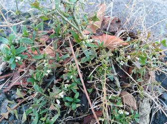 Shepherd's-purse type 34