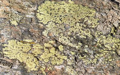 image for Map Lichen