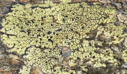 Map Lichen