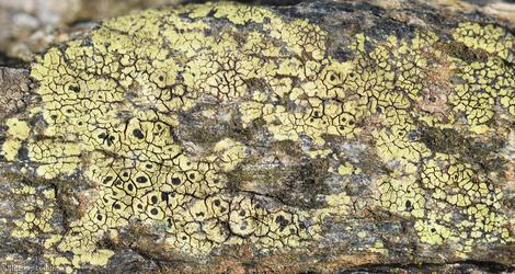 Map Lichen