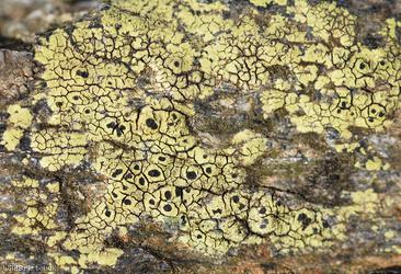 Map Lichen