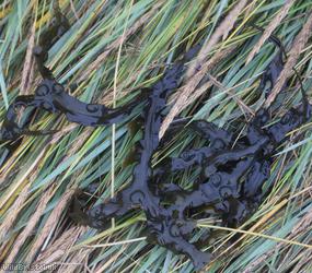 Bladder Wrack