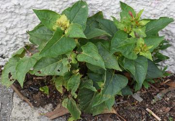 image for Marvel-of-Peru