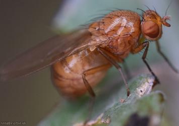 image for Calliopum tuberculosum