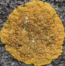 image for Caloplaca flavescens