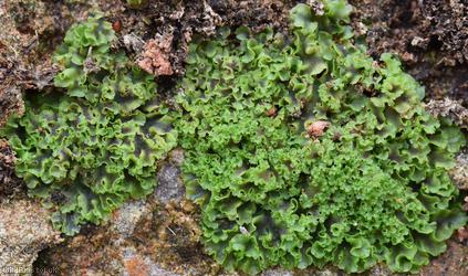 Endive Pellia