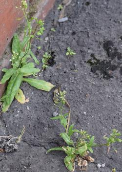 Shepherd's-purse type 36