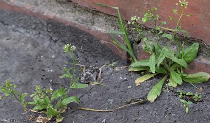 Shepherd's-purse type 36