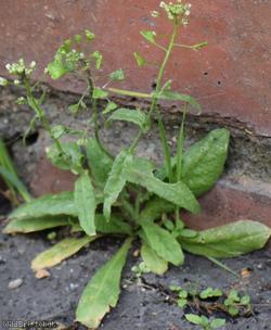 Shepherd's-purse type 36