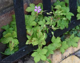 Knotted Crane's-bill