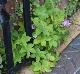 Knotted Crane's-bill