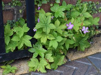 image for Knotted Crane's-bill