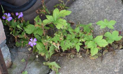 Knotted Crane's-bill