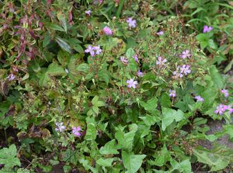 Knotted Crane's-bill