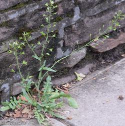 image for Shepherd's-purse type 37