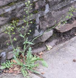 Shepherd's-purse type 37