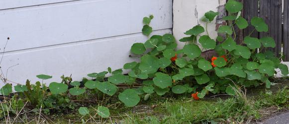 Nasturtium