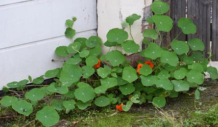Nasturtium