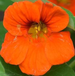 Nasturtium