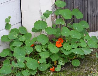 image for Nasturtium
