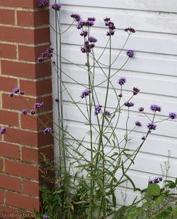 Argentinian Vervain