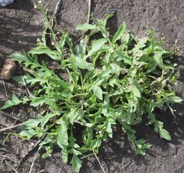 Shepherd's-purse type 31