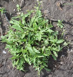 Shepherd's-purse type 31