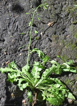 Shepherd's-purse type 32