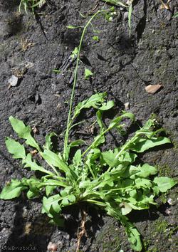 Shepherd's-purse type 32