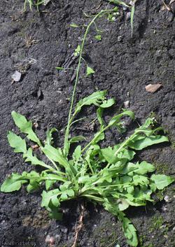 Shepherd's-purse type 32